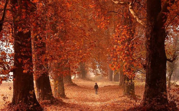 Autumn foliage in Srinagar